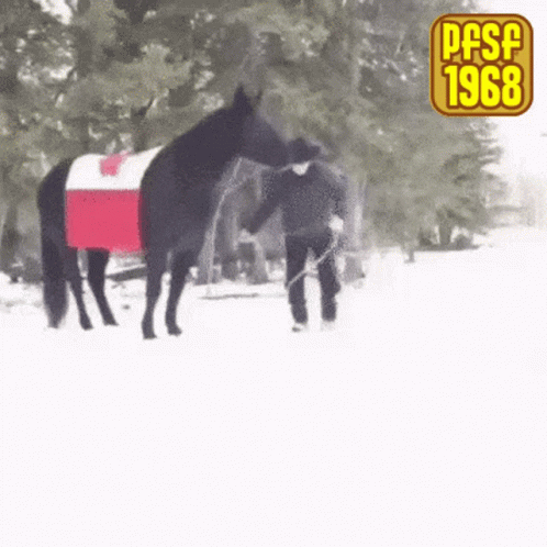 two black horses in a snow covered field