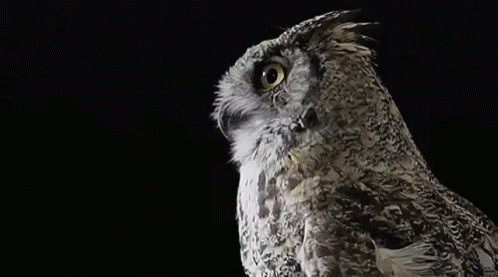 a close - up of an owl looking sideways