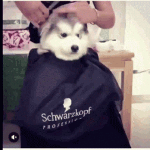a puppy sitting on top of a hair dresser while being held by a person