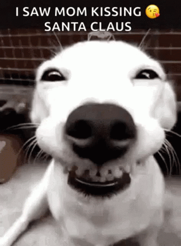 this is an image of a dog smiling