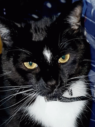a black cat has bright blue eyes and a beard