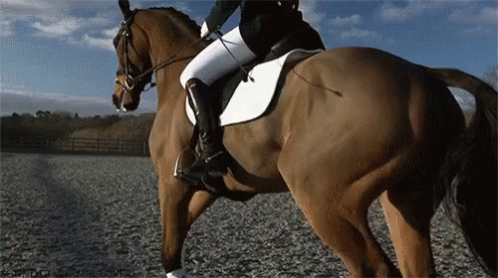 a person is riding on the back of a horse