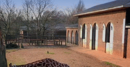 a giraffe in a fenced in area near trees