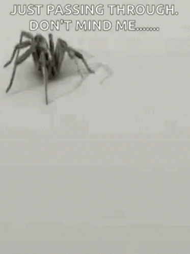 a spider with some words on it in the snow