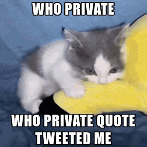 a cat on a blue cushion that says who private is?