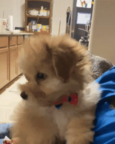 a small white dog with a blue bow tie on