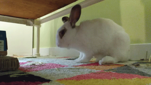 a white rabbit sitting underneath a bed next to a tv