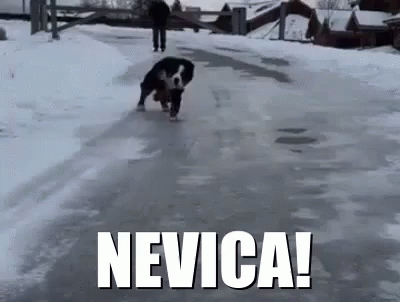 black and white dog running on snowy road with words nevirca written in it