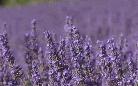 a bunch of lavender flowers blooming in the sun
