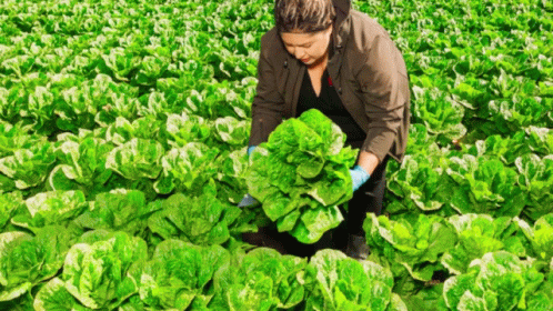 a woman in a field picking lettuce on her farm