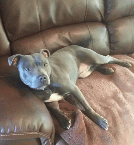 a small dog laying on top of a blue couch