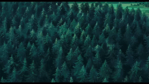 aerial view of lush trees from the air