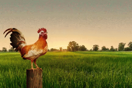 the rooster stands on a post in a field