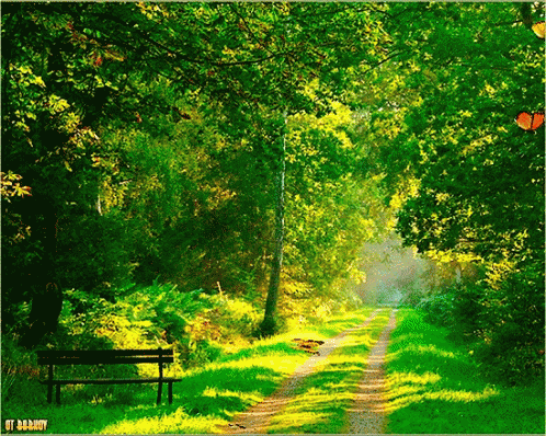 a bench on a road with trees in the background