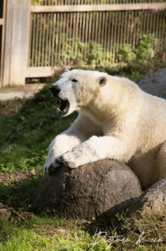 a large white polar bear sitting on a rock