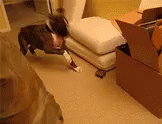 a cat playing with a small luggage cart