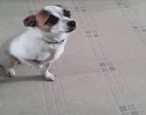 a small dog is standing with his paw up on the floor