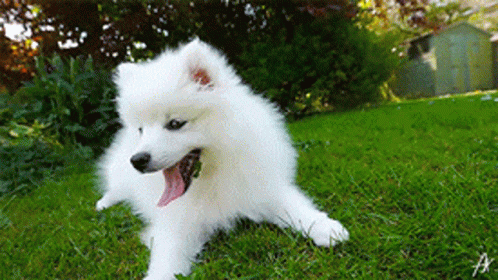 white dog with blue spots on the grass