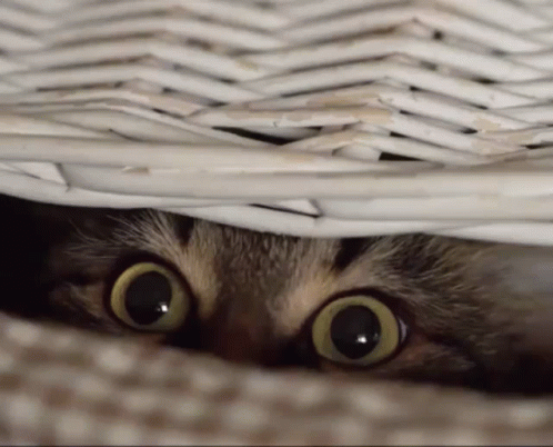 a cat peeking out from under some white basket