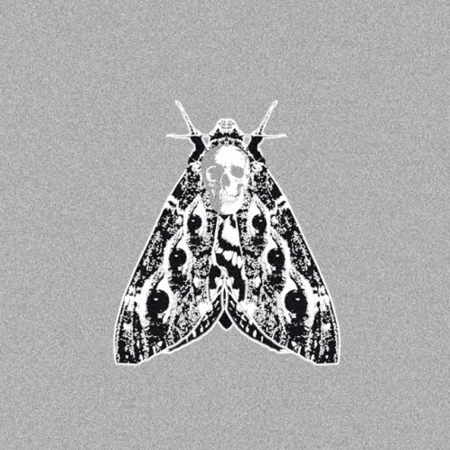 a moth with skulls on it, its wings out
