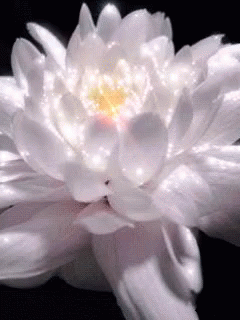 a single white flower with water drops