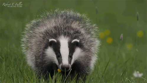 a badger that is standing in the grass