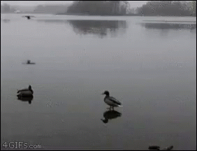 three ducks that are sitting in the water