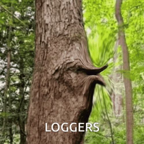 large tree with the word loggers written underneath it