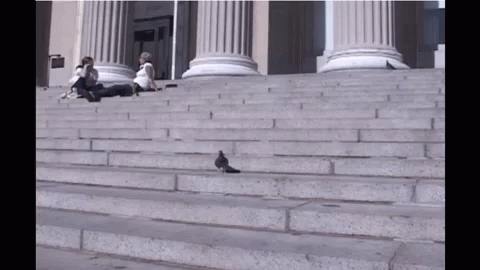 birds on the steps of a building