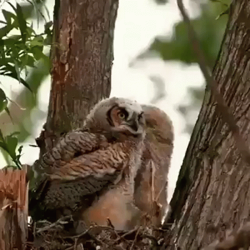 an owl sitting in the nest of a tree