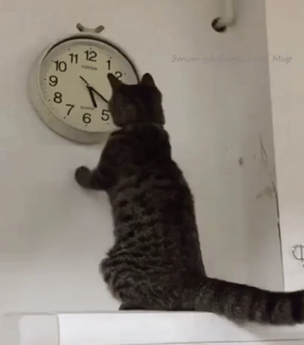 there is a cat that is trying to h the wall clock