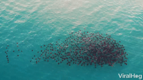 a pile of black dots in the water
