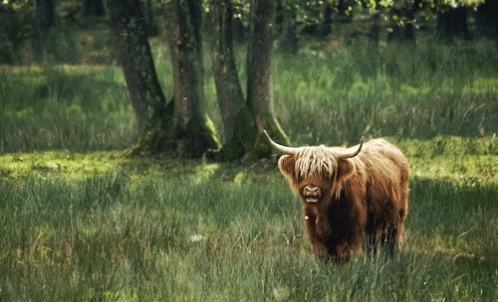 a long haired cow standing in tall grass