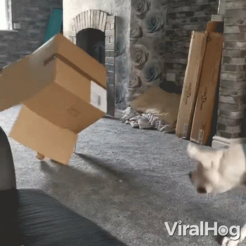 a dog on the floor is hiding under a cardboard box