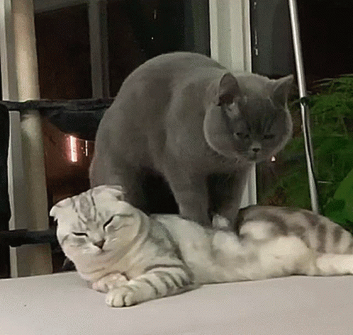 a gray cat is standing over a white cat