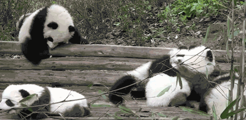 two panda bears on the ground near some logs