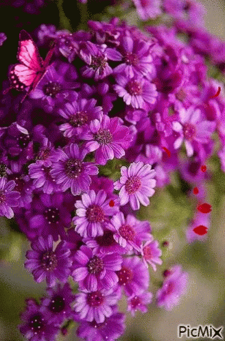 an image of a cluster of purple flowers with erflies