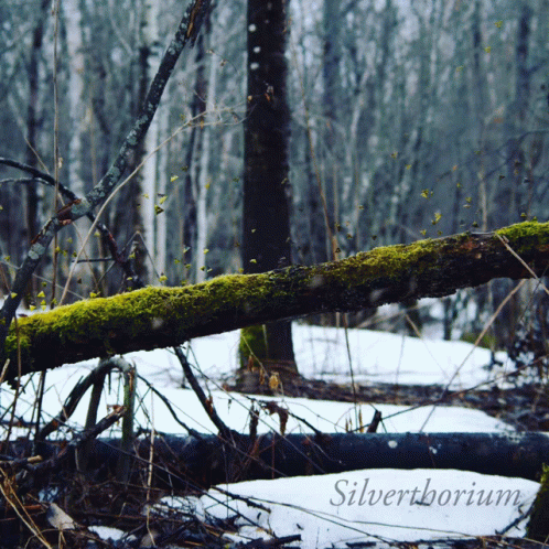 a wooden log is over in a snowy wooded area