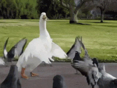 ducks are sitting around in the ground with one goose looking at the camera