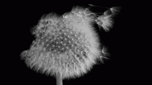 a single dandelion with small leaves is pographed black and white