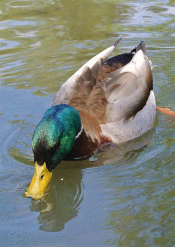an image of a duck floating on water