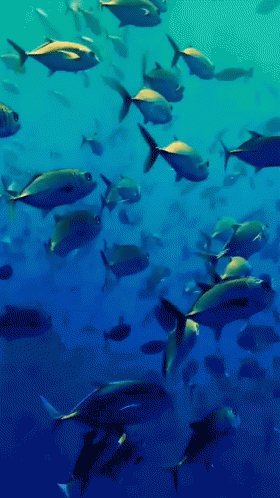 a flock of small fish floating in a large body of water