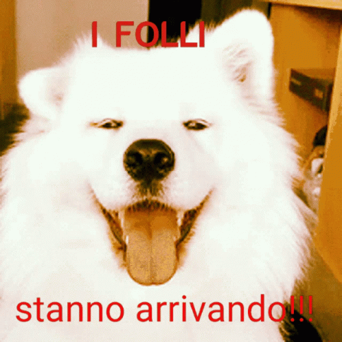 the dog with the words folli sit in front of a white dog