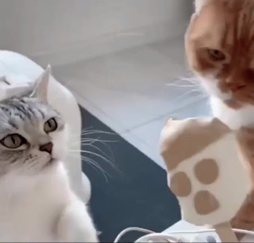 two cats staring at each other in a bathroom