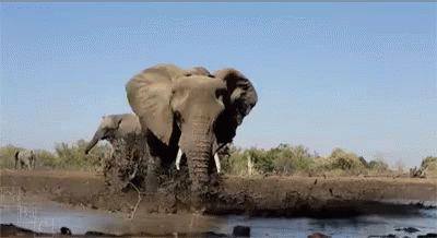 an elephant walks along in some water near rocks