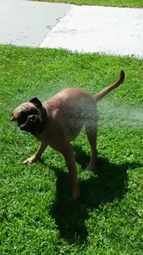 a gray dog sprinkles water from a hose in a grassy yard