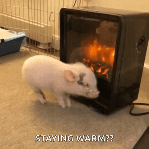 an animal sniffing soing on the floor with a caption stating that you can stay warm