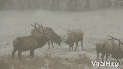 group of elk out in the woods playing and wrestling