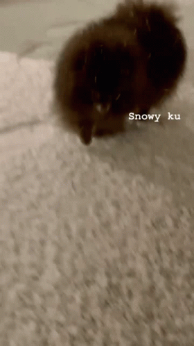 a cat has just been caught in the snow