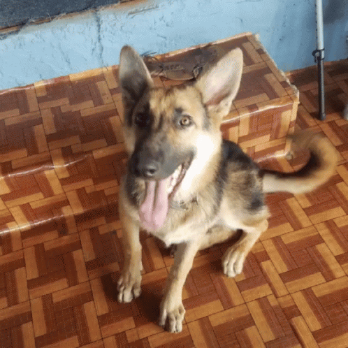 dog with tongue out sitting on blue tiles